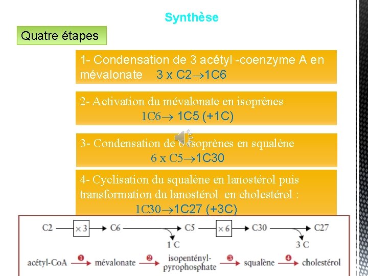 Synthèse Quatre étapes 1 - Condensation de 3 acétyl -coenzyme A en mévalonate 3