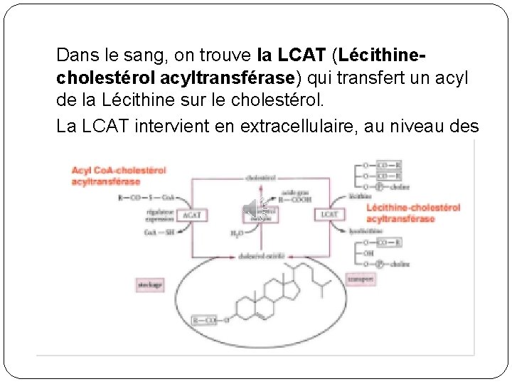 Dans le sang, on trouve la LCAT (Lécithinecholestérol acyltransférase) qui transfert un acyl de