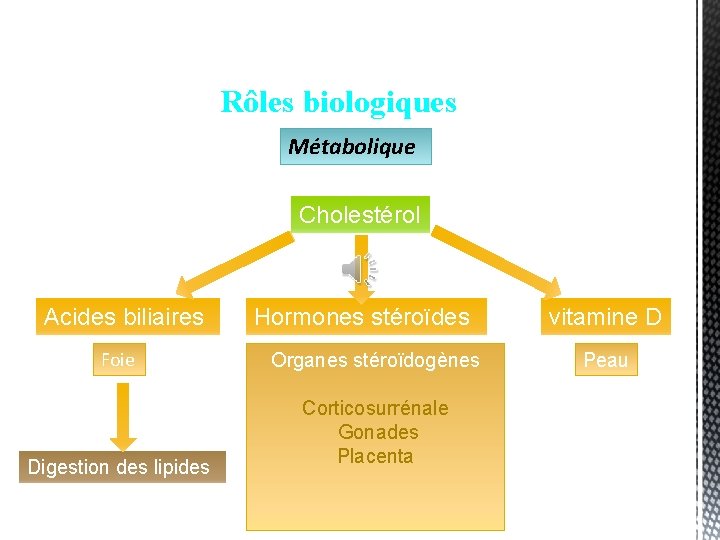 Rôles biologiques Métabolique Cholestérol Acides biliaires Foie Digestion des lipides Hormones stéroïdes Organes stéroïdogènes