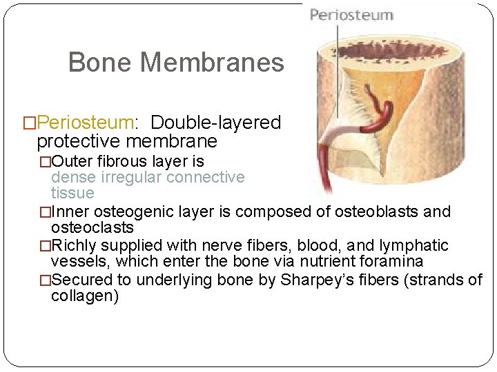 Bone Membranes �Periosteum: Double-layered protective membrane �Outer fibrous layer is dense irregular connective tissue