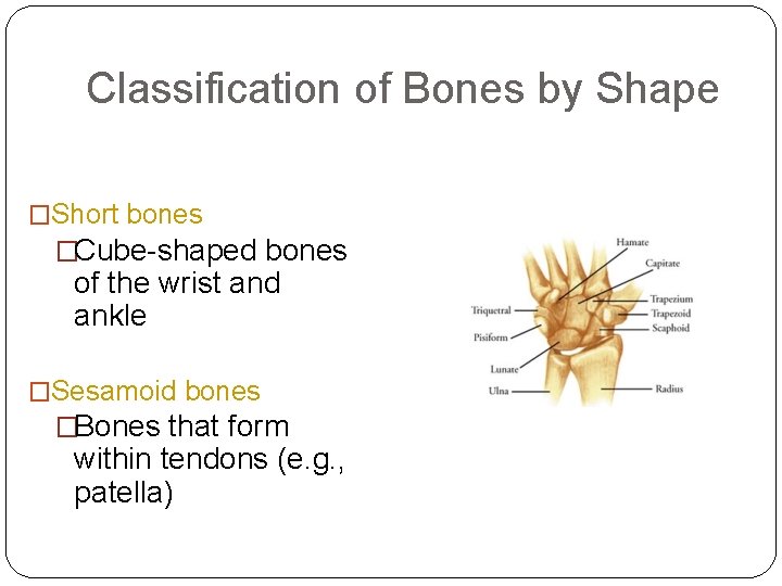 Classification of Bones by Shape �Short bones �Cube-shaped bones of the wrist and ankle Classification of Bones by Shape �Short bones �Cube-shaped bones of the wrist and ankle