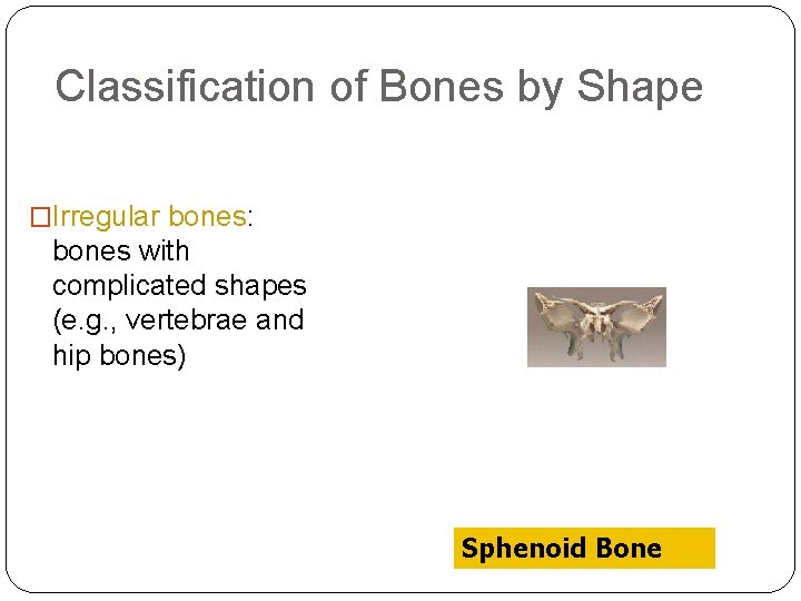 Classification of Bones by Shape �Irregular bones: bones with complicated shapes (e. g. , Classification of Bones by Shape �Irregular bones: bones with complicated shapes (e. g. ,