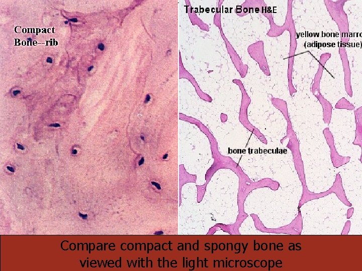 22 Compare compact and spongy bone as viewed with the light microscope 22 Compare compact and spongy bone as viewed with the light microscope