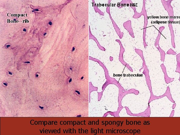 22 Compare compact and spongy bone as viewed with the light microscope 