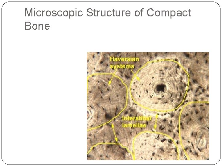 Microscopic Structure of Compact Bone 24 