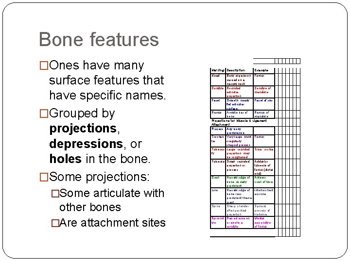Bone features �Ones have many surface features that have specific names. �Grouped by projections, Bone features �Ones have many surface features that have specific names. �Grouped by projections,