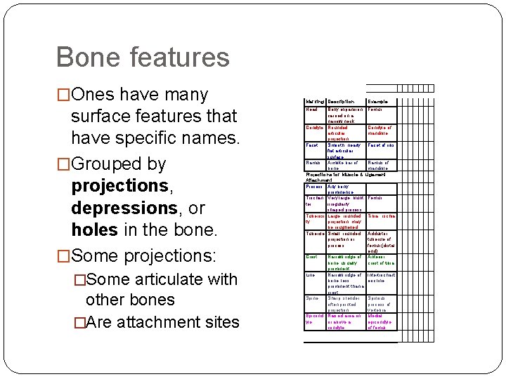 Bone features �Ones have many surface features that have specific names. �Grouped by projections,