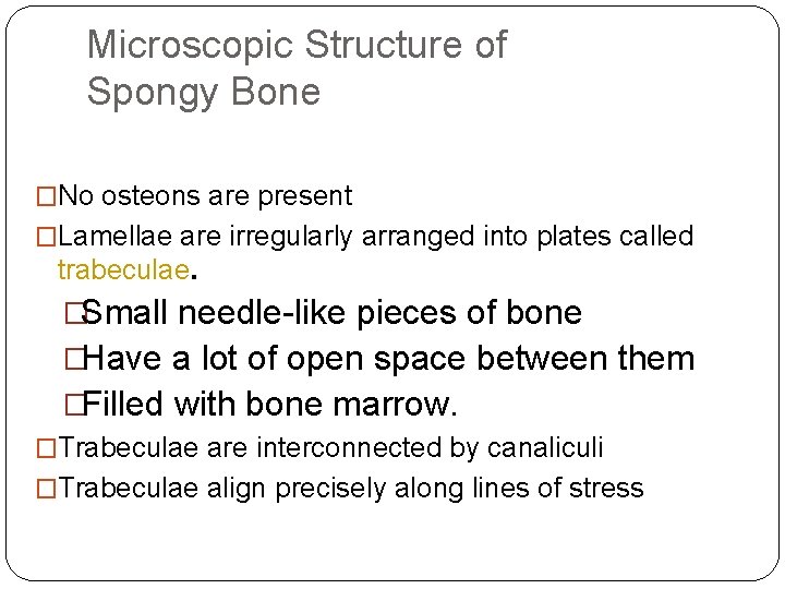 Microscopic Structure of Spongy Bone �No osteons are present �Lamellae are irregularly arranged into