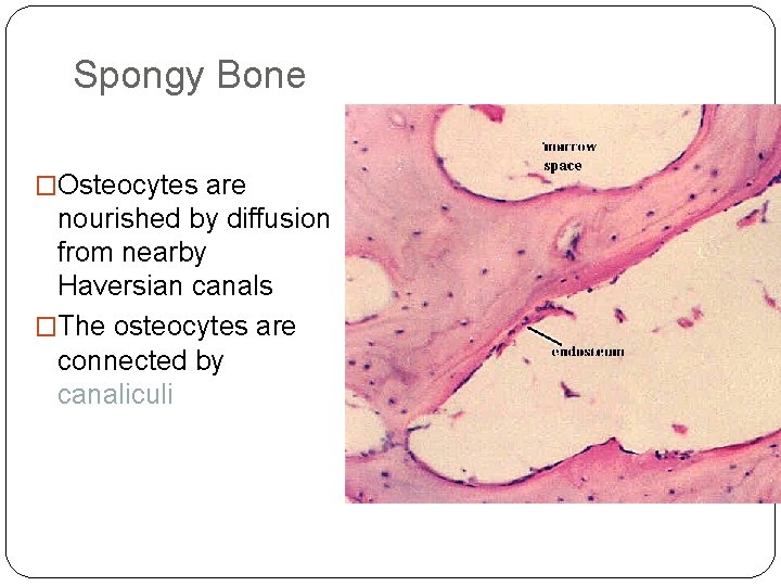 Spongy Bone �Osteocytes are nourished by diffusion from nearby Haversian canals �The osteocytes are