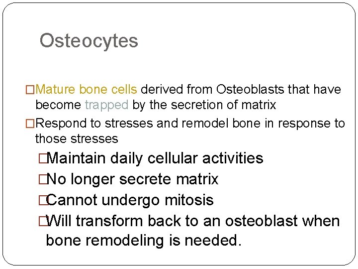Osteocytes �Mature bone cells derived from Osteoblasts that have become trapped by the secretion Osteocytes �Mature bone cells derived from Osteoblasts that have become trapped by the secretion