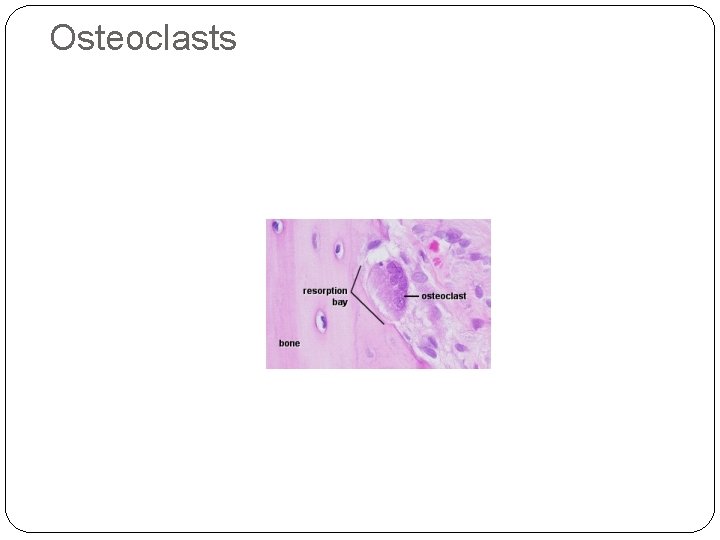 Osteoclasts 38 