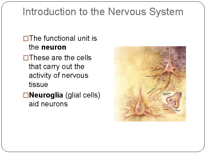 Introduction to the Nervous System �The functional unit is the neuron �These are the