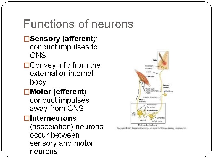 Functions of neurons �Sensory (afferent): conduct impulses to CNS. �Convey info from the external Functions of neurons �Sensory (afferent): conduct impulses to CNS. �Convey info from the external