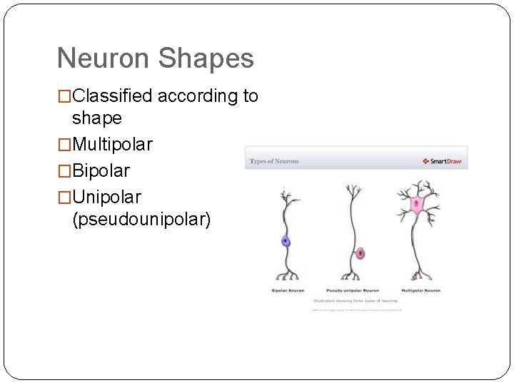 Neuron Shapes �Classified according to shape �Multipolar �Bipolar �Unipolar (pseudounipolar) 