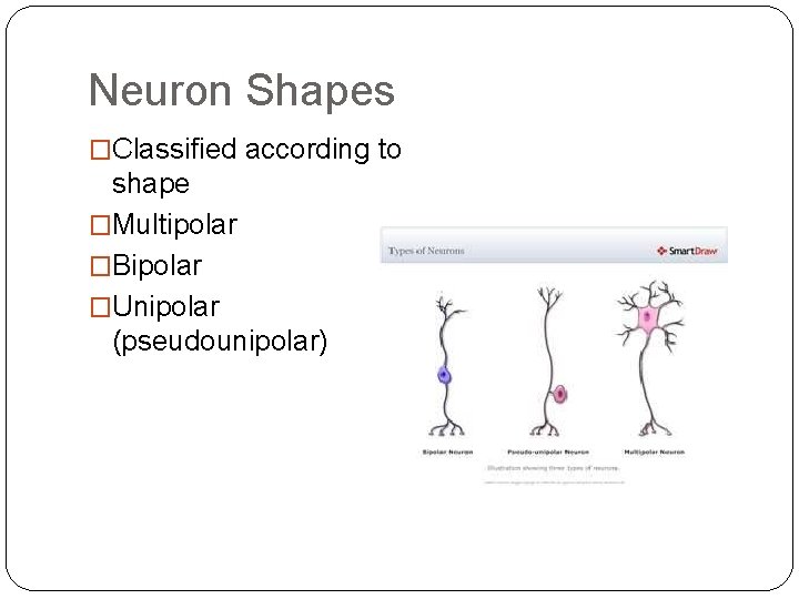 Neuron Shapes �Classified according to shape �Multipolar �Bipolar �Unipolar (pseudounipolar) Neuron Shapes �Classified according to shape �Multipolar �Bipolar �Unipolar (pseudounipolar)