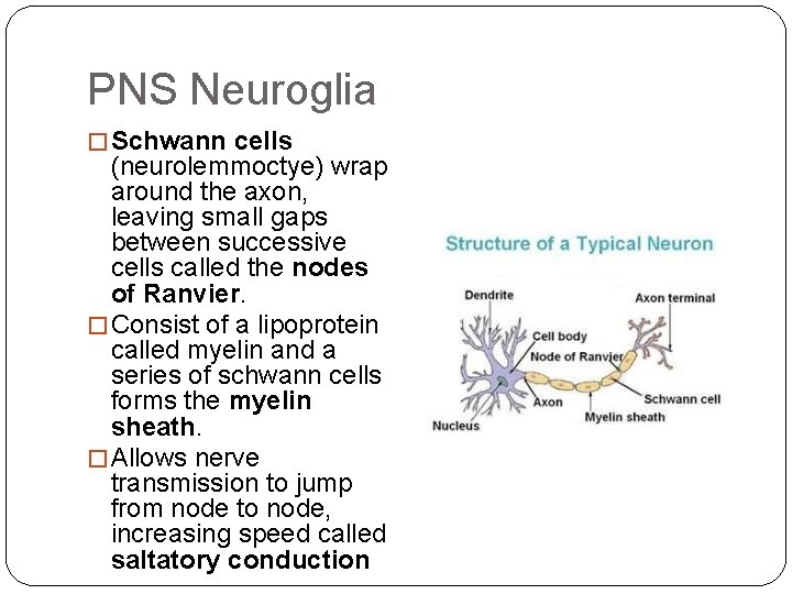 PNS Neuroglia � Schwann cells (neurolemmoctye) wrap around the axon, leaving small gaps between PNS Neuroglia � Schwann cells (neurolemmoctye) wrap around the axon, leaving small gaps between
