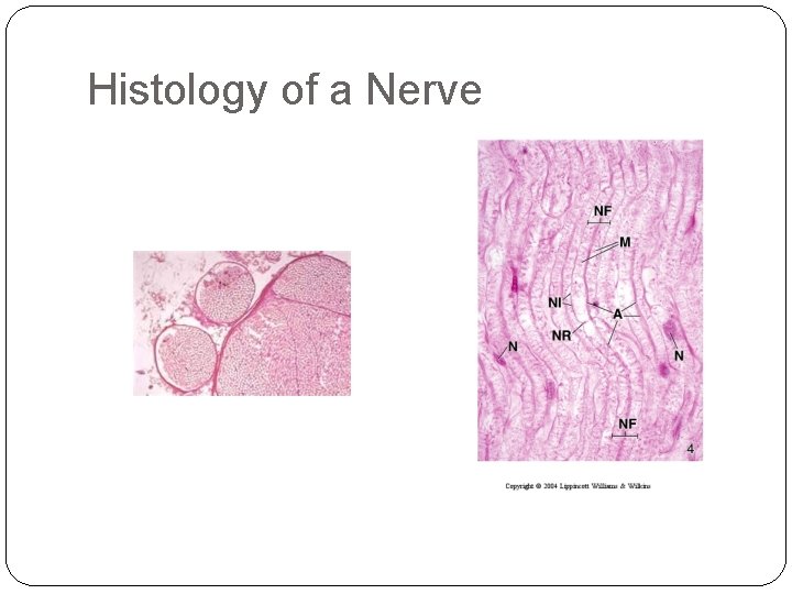 Histology of a Nerve 