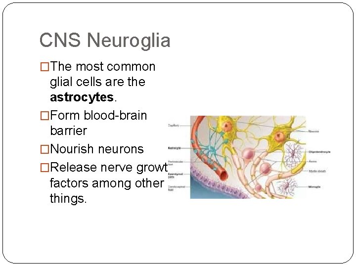 CNS Neuroglia �The most common glial cells are the astrocytes. �Form blood-brain barrier �Nourish