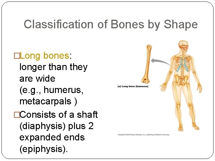 Classification of Bones by Shape �Long bones: 5 longer than they are wide (e.