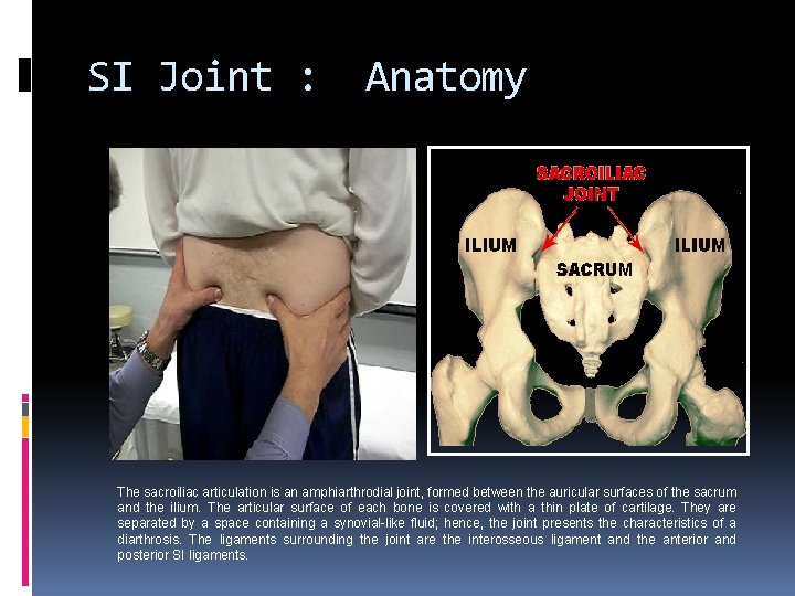 SI Joint : Anatomy The sacroiliac articulation is an amphiarthrodial joint, formed between the