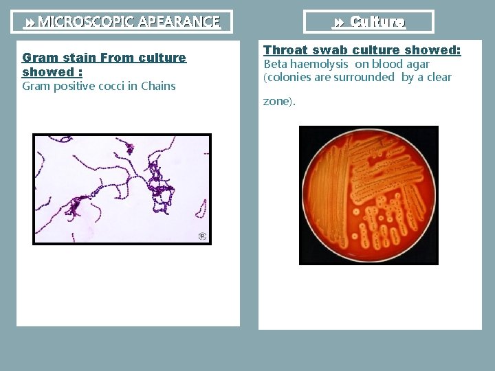  Culture MICROSCOPIC APEARANCE Gram stain From culture showed : Gram positive cocci in