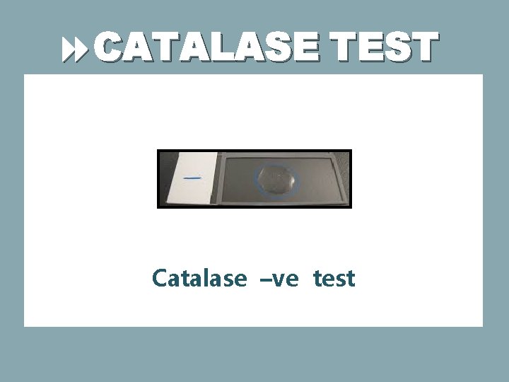  CATALASE TEST Catalase –ve test 