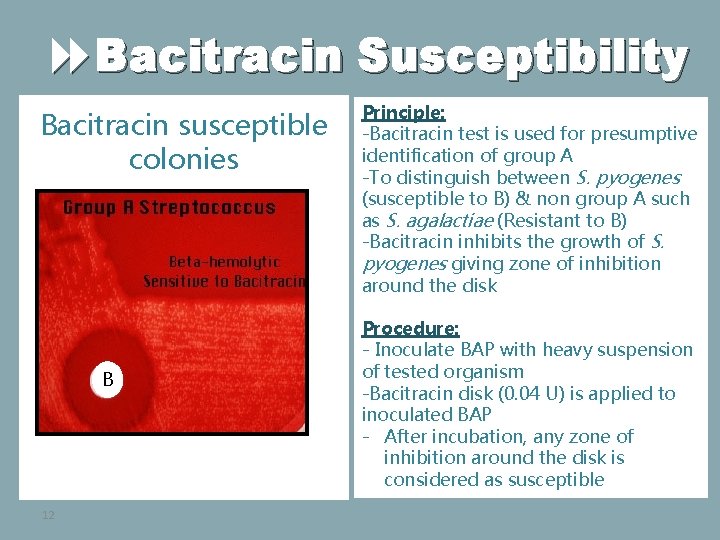  Bacitracin Susceptibility Bacitracin susceptible colonies B 12 B Principle: -Bacitracin test is used