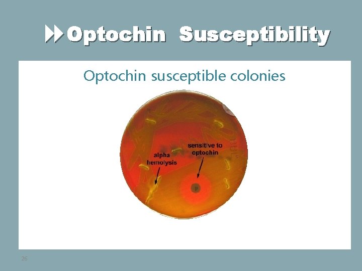  Optochin Susceptibility Optochin susceptible colonies B 26 