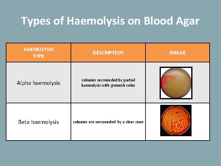 Types of Haemolysis on Blood Agar HAEMOLYSIS TYPE DESCRIPTION Alpha haemolysis colonies surrounded by