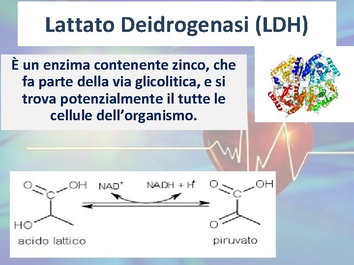 Lattato Deidrogenasi (LDH) È un enzima contenente zinco, che fa parte della via glicolitica,