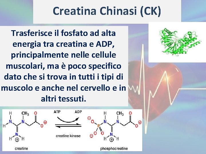 Creatina Chinasi (CK) Trasferisce il fosfato ad alta energia tra creatina e ADP, principalmente