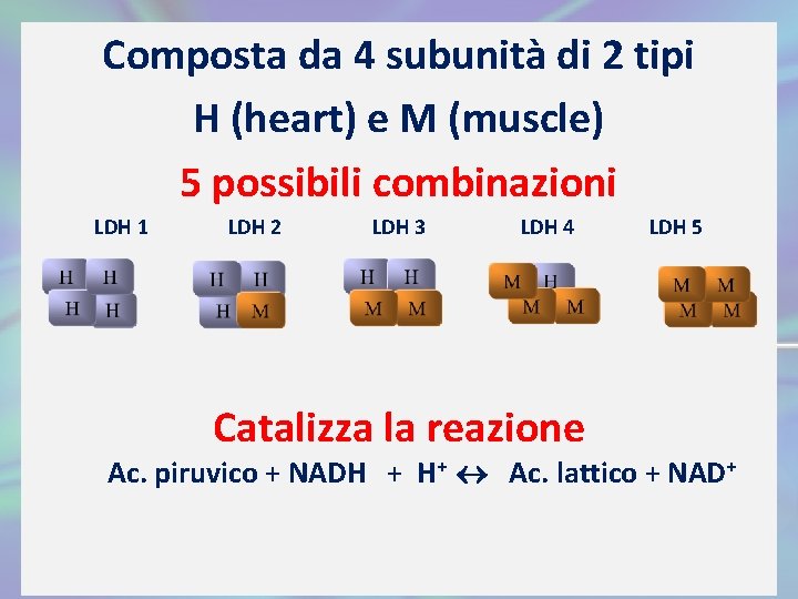 Composta da 4 subunità di 2 tipi H (heart) e M (muscle) 5 possibili