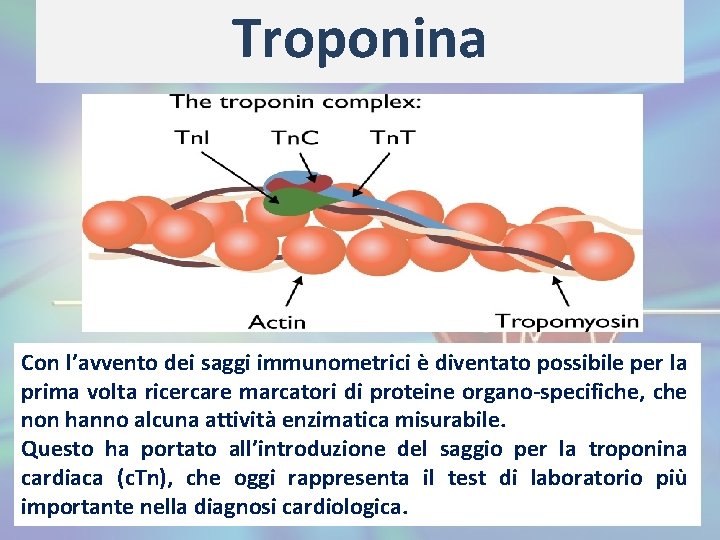 Troponina Con l’avvento dei saggi immunometrici è diventato possibile per la prima volta ricercare