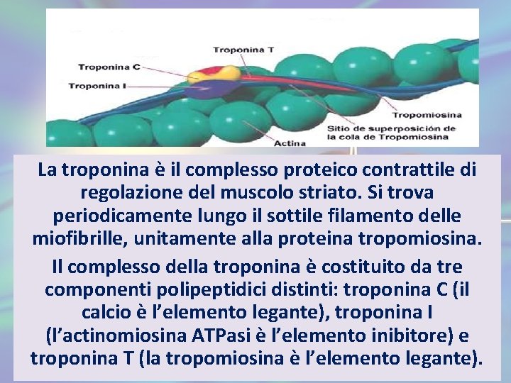 La troponina è il complesso proteico contrattile di regolazione del muscolo striato. Si trova