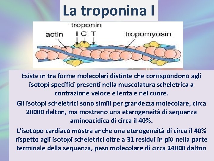 La troponina I Esiste in tre forme molecolari distinte che corrispondono agli isotopi specifici