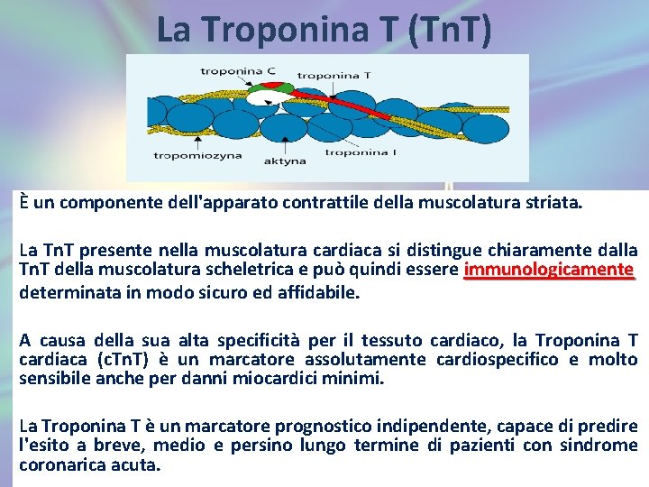 La Troponina T (Tn. T) È un componente dell'apparato contrattile della muscolatura striata. La