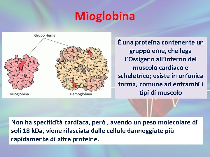 Mioglobina È una proteina contenente un gruppo eme, che lega l’Ossigeno all’interno del muscolo