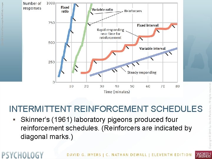 Macduff Everton/The Image Bank/Getty Images INTERMITTENT REINFORCEMENT SCHEDULES § Skinner’s (1961) laboratory pigeons produced