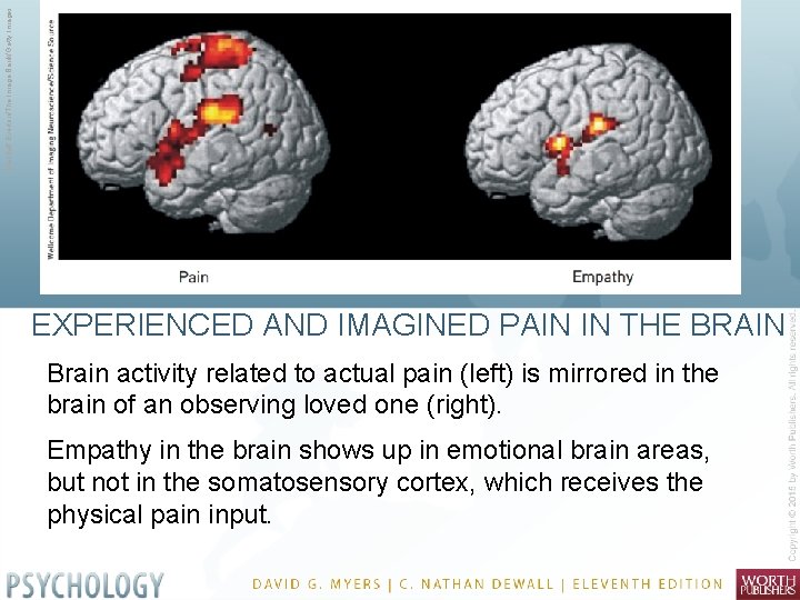 Macduff Everton/The Image Bank/Getty Images EXPERIENCED AND IMAGINED PAIN IN THE BRAIN Brain activity