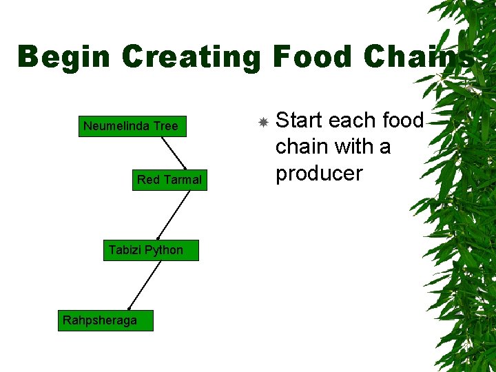 Begin Creating Food Chains Neumelinda Tree Red Tarmal Tabizi Python Rahpsheraga Start each food