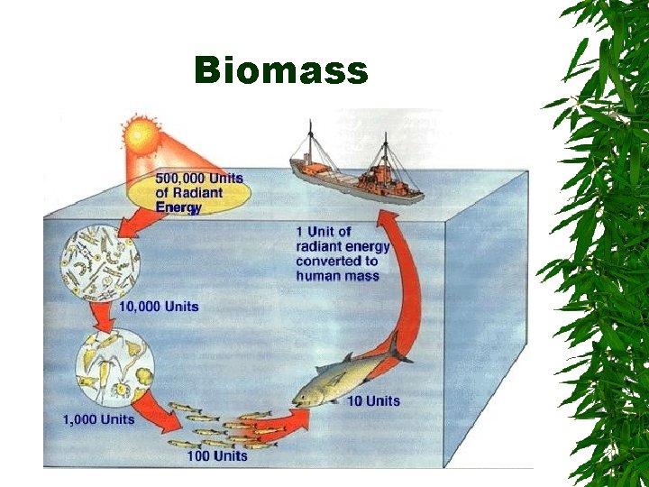 Biomass 