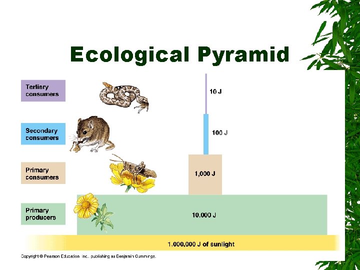 Ecological Pyramid 