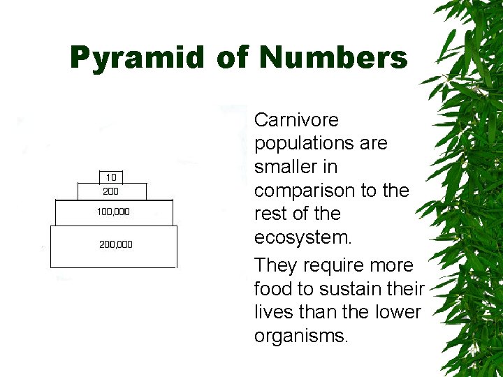 Pyramid of Numbers Carnivore populations are smaller in comparison to the rest of the