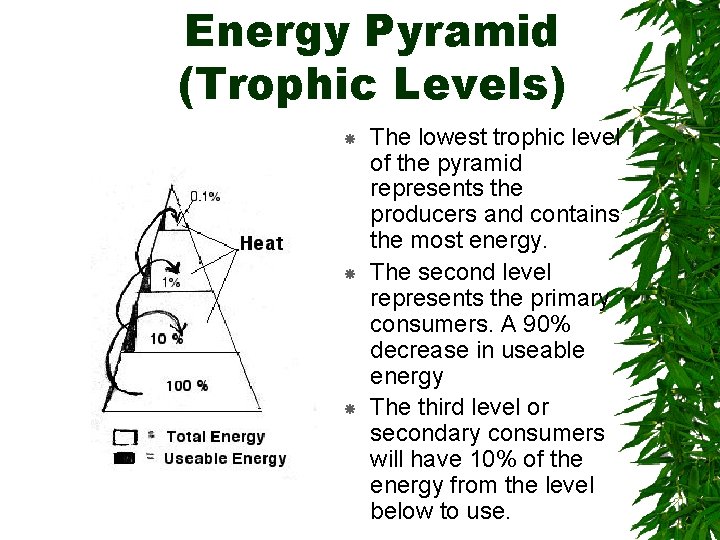 Energy Pyramid (Trophic Levels) The lowest trophic level of the pyramid represents the producers