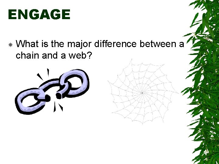 ENGAGE What is the major difference between a chain and a web? 