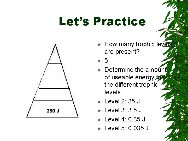 Let’s Practice How many trophic levels are present? 5 Determine the amount of useable