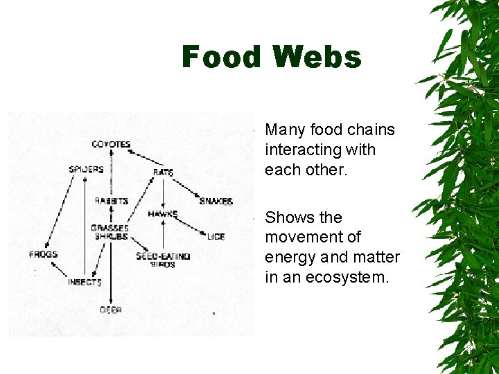 Food Webs Many food chains interacting with each other. Shows the movement of energy