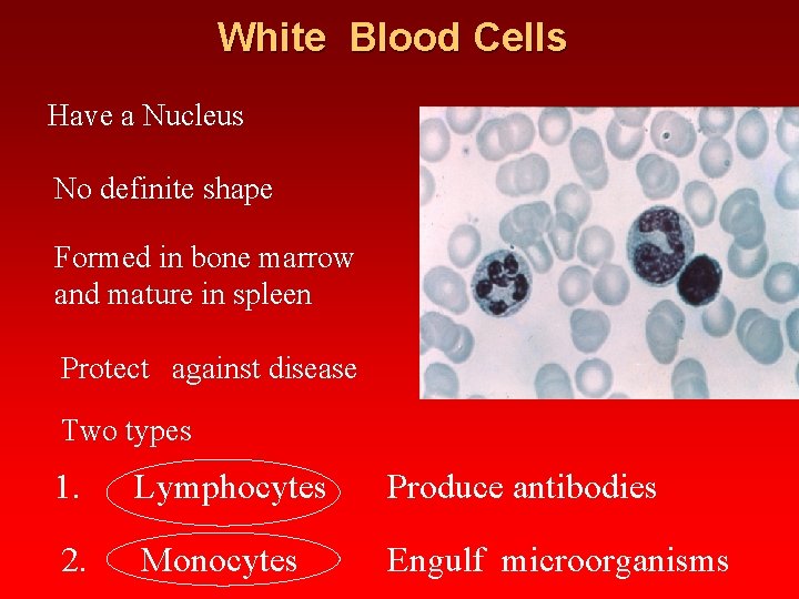 White Blood Cells Have a Nucleus No definite shape Formed in bone marrow and