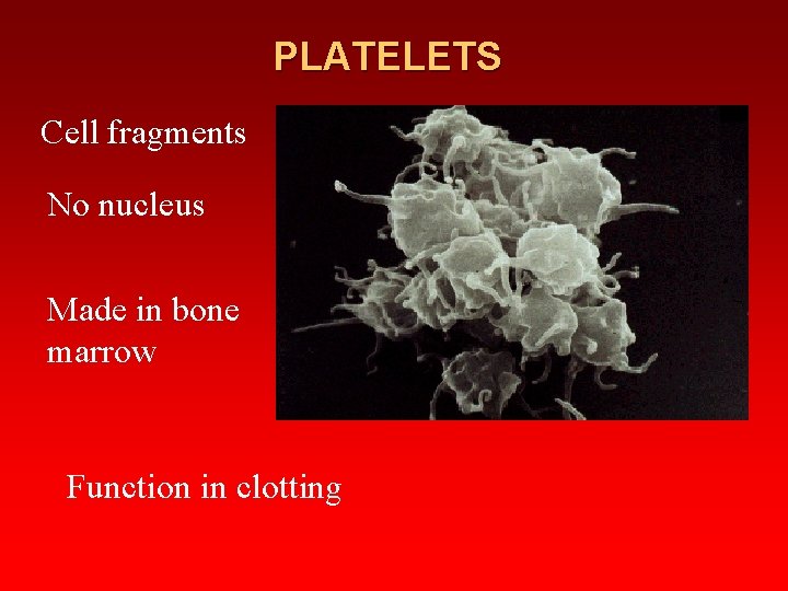 PLATELETS Cell fragments No nucleus Made in bone marrow Function in clotting 