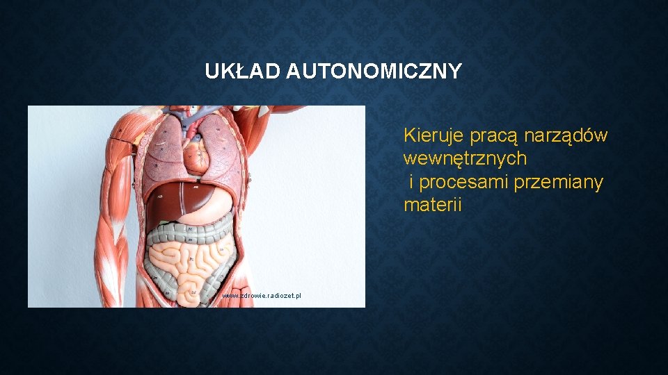 UKŁAD AUTONOMICZNY Kieruje pracą narządów wewnętrznych i procesami przemiany materii www. zdrowie. radiozet. pl